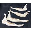 4 Real Whitetail Deer Jaw Bones with Teeth