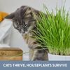 The Cat Ladies Grass Refill Kit 100% Organic 3 Pack 