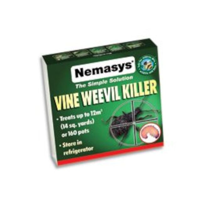 Nemasys vine weevil killer 12sq m - same-day despatch for Insects