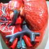 Circulatory Blow Flow Enhancer - Hawthorn Leaf Extract 665 - Cayenne Pepper 2B