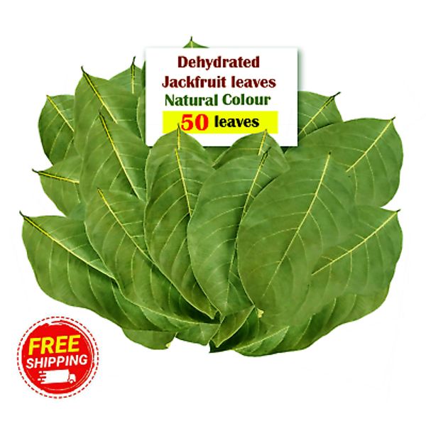 Dried Jackfruit Leaves 50 | Ceylon Natural Benefits for Shrimp and Fish Tanks