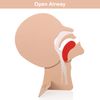 2 Pack Airway Model - CPR Head Section Model for First Aid Training, 2 Pack Airway Module CPR Head Section, XFT-E0002