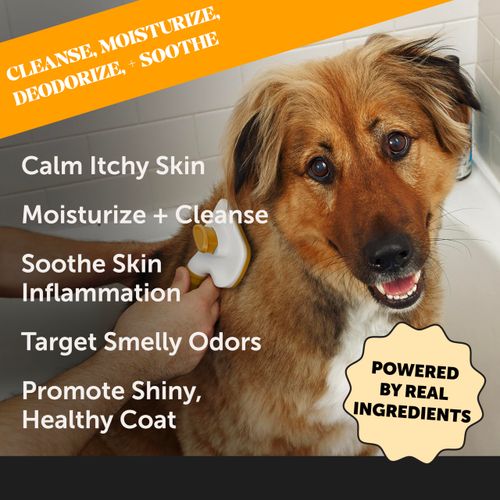 Pet Honesty Dog Allergy Relief Seasonal Itch Relief Shampoo for Dogs and Cats - Dog Skin and Coat Supplement, Itch Relief for Dogs, Moisturizing and Hydrating Coconut Oil + Vitamin E (16 oz)