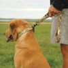 Avery Sporting Dog Standard Leash,Marsh Grass