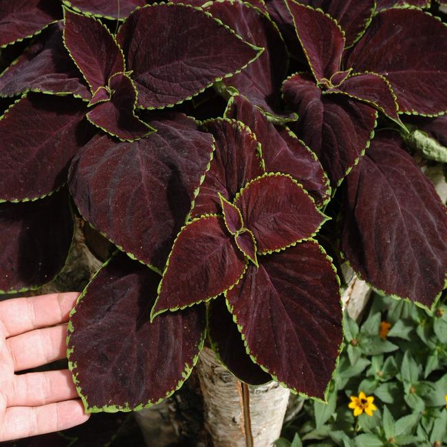 Outsidepride Coleus Chocolate Mint Foliage Indoor Or Outdoor House Plant Flower Seeds - 20 Seeds
