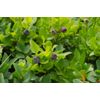 Pure Herbs: Bilberry - 4 oz.
