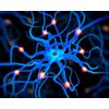 Dopamine boosting supplements - MUCUNA PRURIENS 1B - mucuna dopa 100mg
