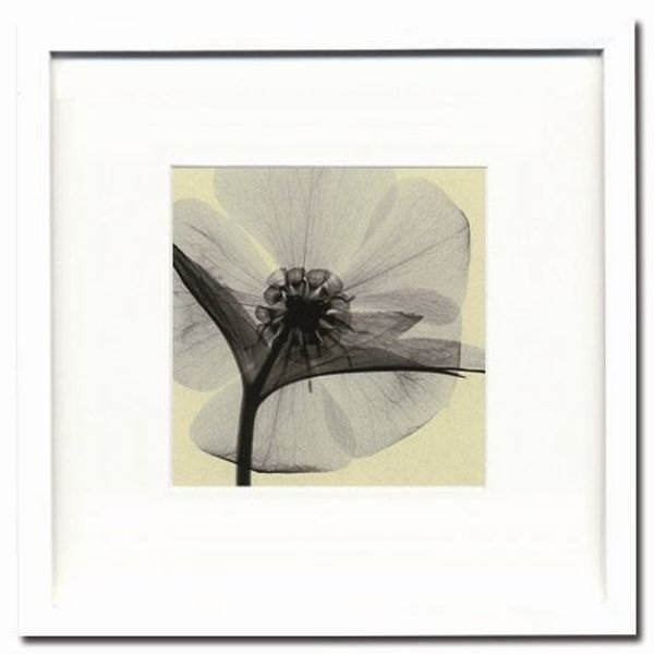 X – Ray Photography (rentogenfotogurafi-) Poster Frame Steven N. Meyers/Hellebore 330x330x...