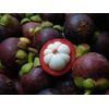 Premium Antioxidant Defense - MANGOSTEEN COMPLEX - 1B 60 Caps