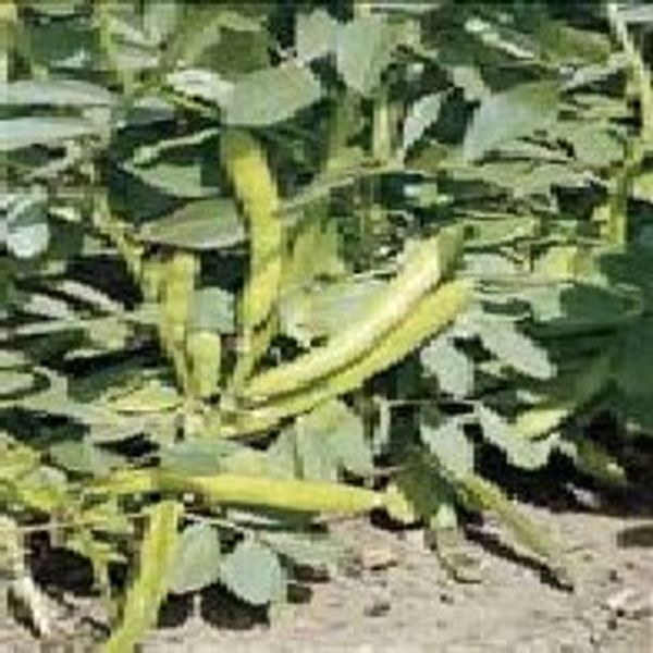 Mr Fothergill's 15538 Vegetable Seeds, Broad Bean The Sutton (Dwarf), White