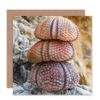 Wee Blue Coo CARD GREETING BIRTHDAY STACK URCHIN SHELLS GIFT