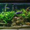 Marcus Fish Tanks - 3X Java Fern Microsorum Pteropus Easy Live Aquarium Plants Aquatic Fish Tank Plants