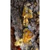 Siberian Cedar Zhivitsa - Elixir of Life