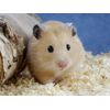 Hamster Play & Burrow Tower Wood House/Bed 62002 Trixie