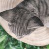 Vivid Arts - Laying Cat Tabby - XRL-DC67-D
