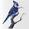 CafePress Blue Jay Bird 25 oz Ceramic Beer Stein Mug