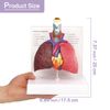HADWYN Human Respiratory System model,anatomy models human body