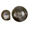 VIE Goniatite Buttons, Standard, 5-9cm