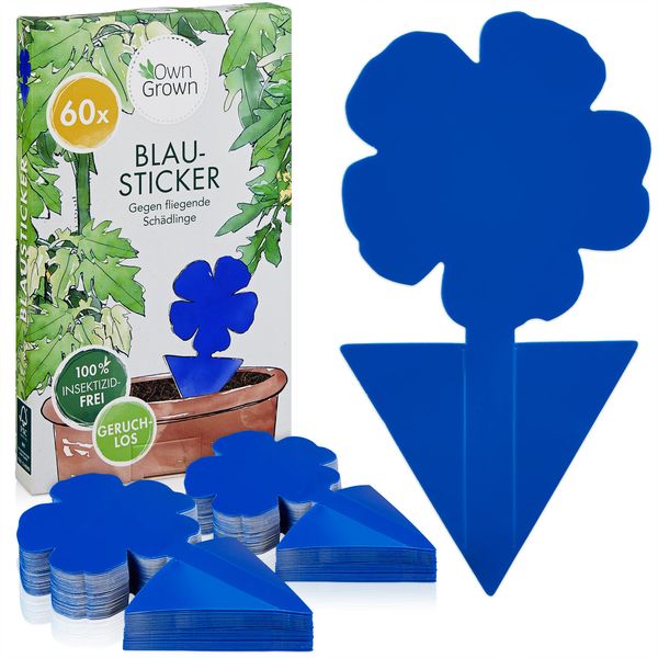 Blue Sticky Traps for Thrips: 60x Sticky Fly Trap for House Plants – Sticky Fly Traps – Fungus Gnat Killer – Thrips Killer – Fruit Fly Trap OwnGrown…