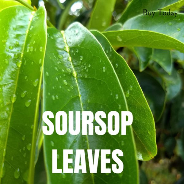 FRESH Soursop 100 leaves, soursop leaf, Natural organic graviola leaves for tea