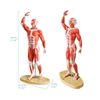 EVOTECH Human Muscle Model-20" Miniature Muscular System Model, Human Muscula...