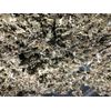 Red Raspberry Leaf Organic Natural Bulk Herb Leaves - 32 oz ounces 