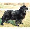 Dean and Tyler Wire Basket Muzzle, Size No. 11 - Newfoundland
