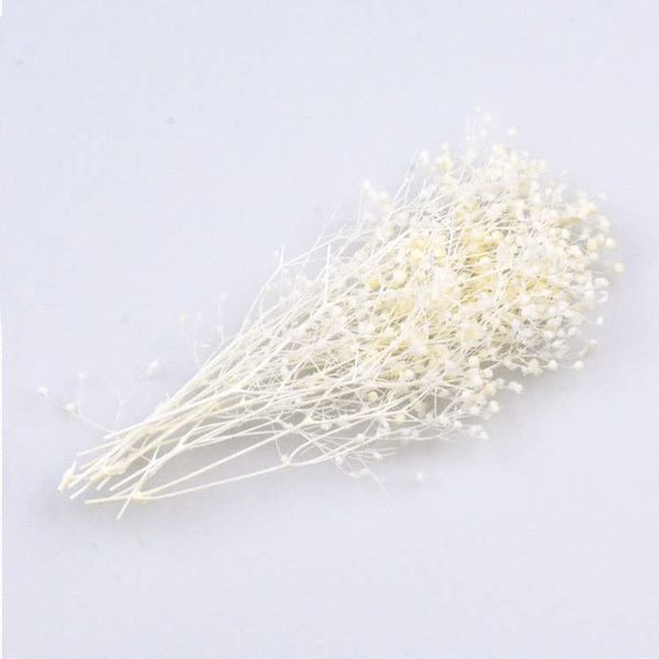 Daichi Farm Preserved Flowers, Soft Mini Gypsy Grass, Head Size: Approx. 2.0 - 5.9 inches (5 - 15 cm), 0.2 oz (7 g), White