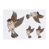 4 x 'Sparrow' Temporary Tattoos (TO00034159)