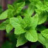 Peppermint 30ml Incent Essential Oil Essential Oil