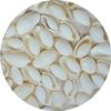 Marine Arts Bubble Shells - 500g Project Pack - 15 to 20mm. Approximately 500 shells.