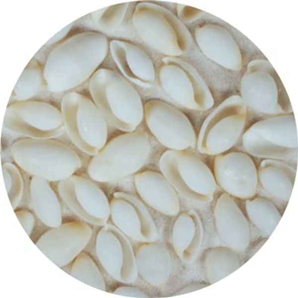 Marine Arts Bubble Shells - 500g Project Pack - 15 to 20mm. Approximately 500 shells.