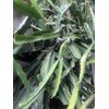 Dragon Fruit Cutting 2 White Pitaya Cactus Bare Root Ready To Plant
