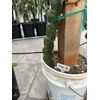 Grap Pop  Dragon Fruit Cutting 8-12 Inches
