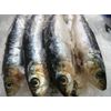 Sardines Frozen 8 Lb.