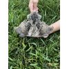 12+ True Blue Celadon Coturnix Quail Hatching Eggs SHIPPED IN FOAM