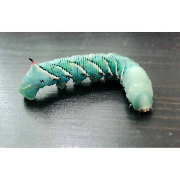 25ct live hornworms pet reptile food feeders( ship with priority mail box)