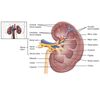 kidney cleanse - KIDNEY SUPPORT COMPLEX - super kidney cleanse - 2 Bottles