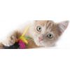 cat itch post - CAT IMMUNE SYSTEM BOOSTER - cat immune booster 1B
