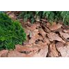 immune health - PINE BARK EXTRACT - pine bark capsules 1B