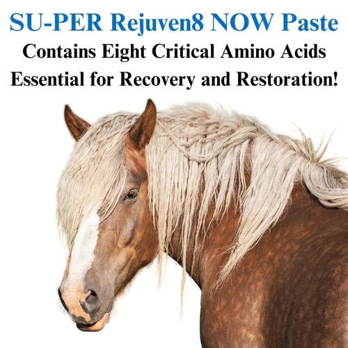 SU-PER Rejuven8 Now Paste for Horses - 8 Essential Amino Acids for Quick Recovery and Restoration - Supports Normal Hormonal Balance, Immune Response, Metabolism - 30CC, (2 Pack)