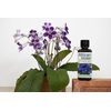 African Violet Focus 300ml