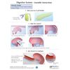 NewPath Digestive System 3-D Model Making Kit - Individual Student Edition (24-7771)