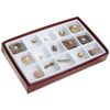 American Educational General Fossil Collection