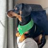 Bunty Medium No Pull Dog Harness - Soft, Breathable, Durable, Adjustable Vest Harnesses, Lightweight, Anti Pull - Medium, Green