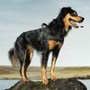 Hurtta Raven Padded Dog Harness 56cm