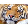 Tiger Blank Greeting Card - Landscape