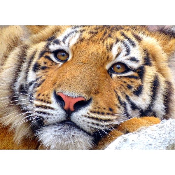 Tiger Blank Greeting Card - Landscape