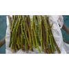 6 Cuttings branches Hardy Chicago Organic Fig Tree plant