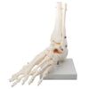 monolife Foot Bone Model, Foot Joint Model, Ankle Right Leg Specimen (Ankle Fixed Type, Left Foot)